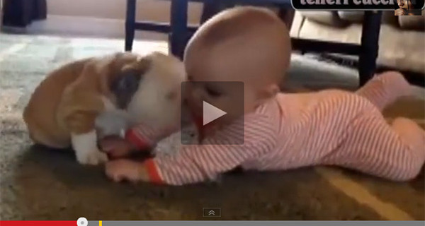 Video dolcissimo: lotta di coccole tra un bambino e un cucciolo di Bulldog Video dolcissimo: lotta di coccole tra un bambino e un cucciolo di Bulldog
