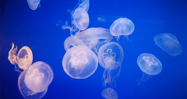 Al mare con i bambini: come proteggersi da meduse e pesci velenosi Al mare con i bambini: come proteggersi da meduse e pesci velenosi