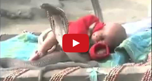 Video Shock: neonata dorme beata in mezzo a quattro cobra reali Video Shock: neonata dorme beata in mezzo a quattro cobra reali