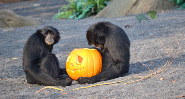 Halloween da brividi al bioparco Zoom Torino: eventi e promozioni per le famiglie Halloween da brividi al bioparco Zoom Torino: eventi e promozioni per le famiglie