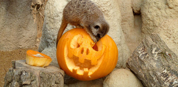 Halloween al Bioparco Zoom di Torino: gli eventi dedicati ai bambini Halloween al Bioparco Zoom di Torino: gli eventi dedicati ai bambini