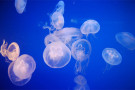 Al mare con i bambini: come proteggersi da meduse e pesci velenosi