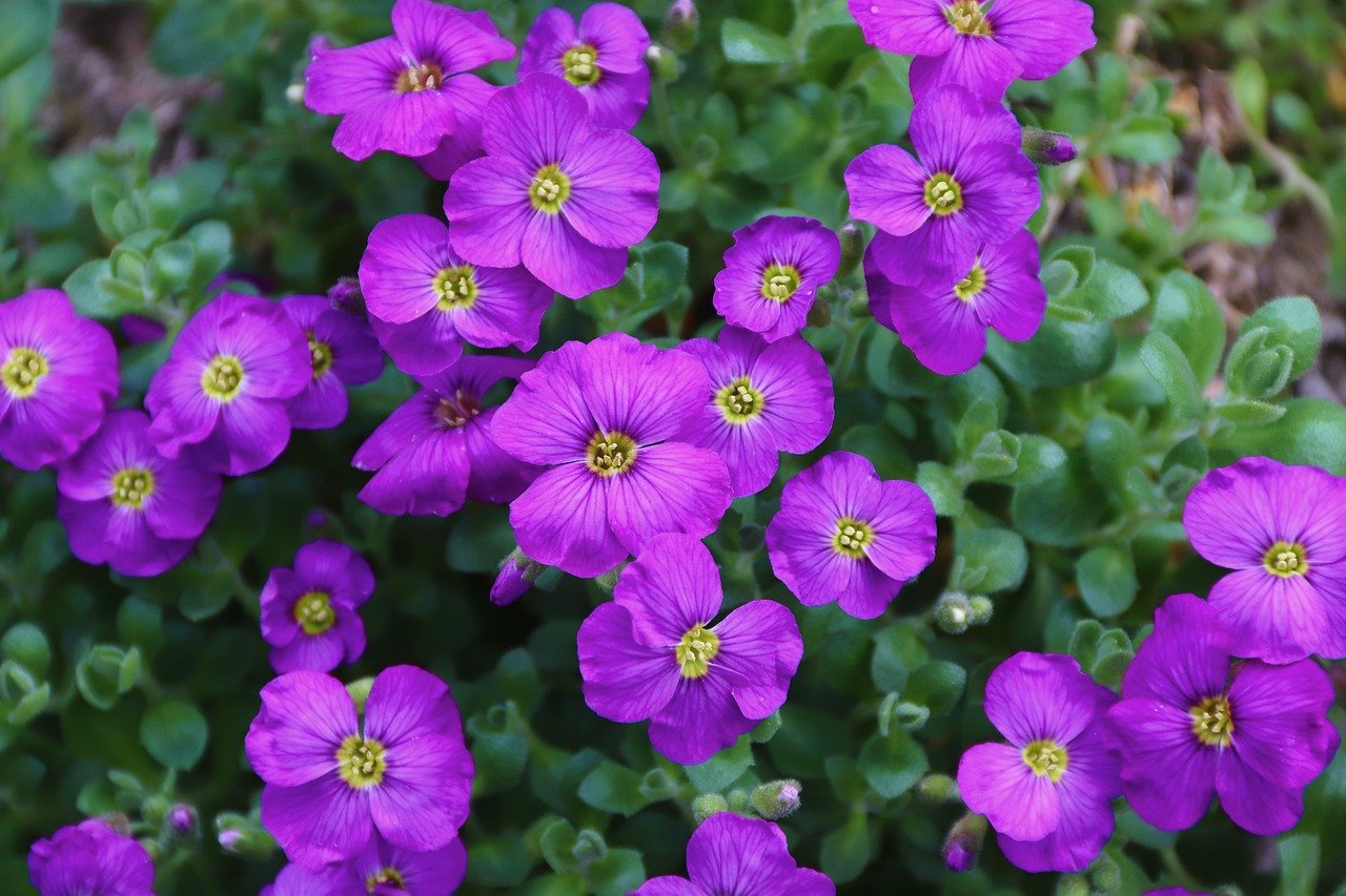 Splendide piante fiorite da esterno per abbellire il giardino in primavera