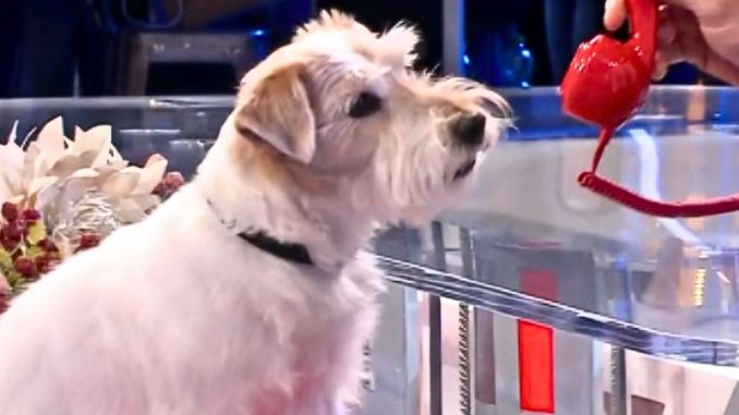 gennarino-affari-tuoi-cane-razza gennarino cane affari tuoii